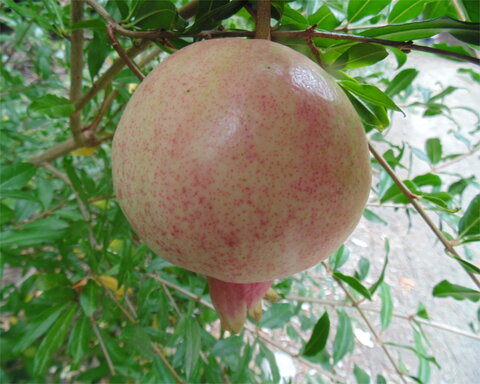 images/stories/virtuemart/product/sverkhranniy 